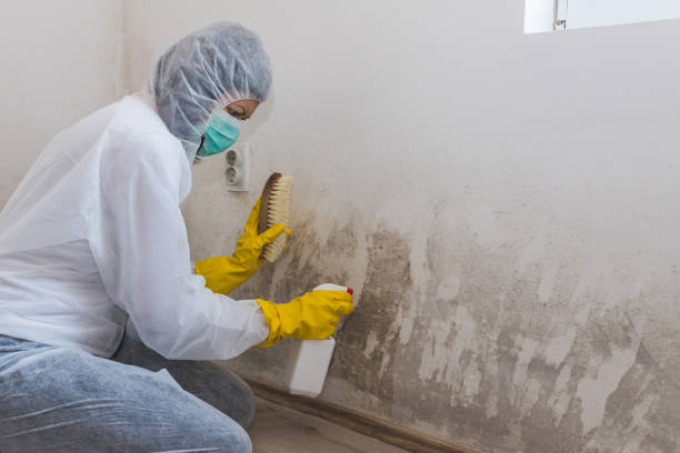 Best Basement Mold Remediation in Ellaville, GA