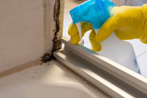 Best Commercial Mold Remediation in Ellaville, GA