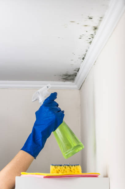 Best Attic Mold Remediation in Ellaville, GA
